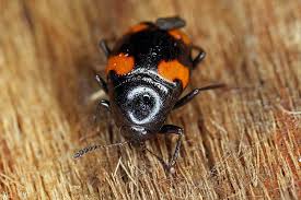 Attēlu rezultāti vaicājumam “Scaphidium quadrimaculatum”