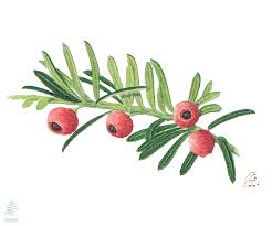 Attēlu rezultāti vaicājumam “Taxus baccata fruit”