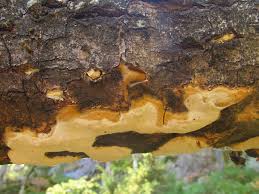 Attēlu rezultāti vaicājumam “Antrodia pulvinascens”