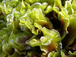 Attēlu rezultāti vaicājumam “Calypogeia neesiana”