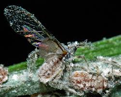 Attēlu rezultāti vaicājumam “Schizolachnus pineti”