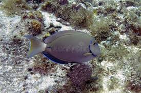 Image result for Acanthurus bahianus
