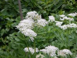 Image result for Myrrhis odorata