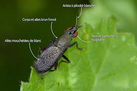 Attēlu rezultāti vaicājumam “Coremacera marginata”