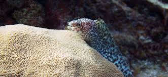 Image result for Gymnothorax moringa