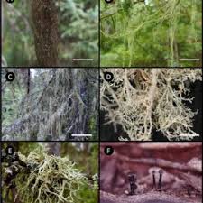 Attēlu rezultāti vaicājumam “Comatricha meandrispora macro”