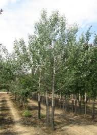 Attēlu rezultāti vaicājumam “Populus alba Nivea”