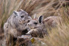 Image result for viscacha