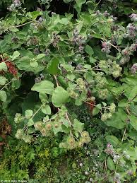 Attēlu rezultāti vaicājumam “Arctium tomentosum”