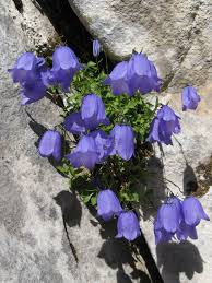 Image result for Campanula formanekiana