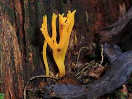Attēlu rezultāti vaicājumam “Calocera glossoides”