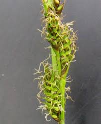 Attēlu rezultāti vaicājumam “Carex hostiana”