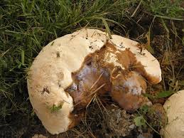 Attēlu rezultāti vaicājumam “Calicium adspersum”