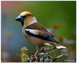 Attēlu rezultāti vaicājumam “Coccothraustes coccothraustes”
