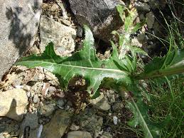 Attēlu rezultāti vaicājumam “Sonchus arvensis subsp. uliginosus flower”