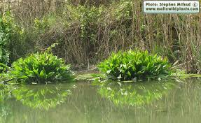 Attēlu rezultāti vaicājumam “Alisma plantago-aquatica”