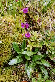 Attēlu rezultāti vaicājumam “Primulaceae”