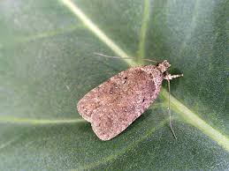 Attēlu rezultāti vaicājumam “Agonopterix heracliana”