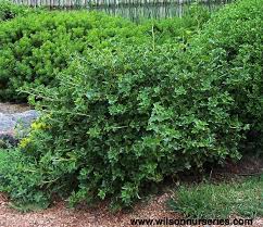 Attēlu rezultāti vaicājumam “Ribes alpinum”