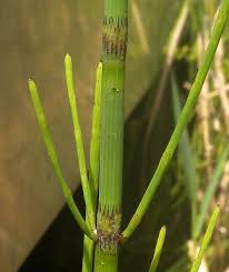 Attēlu rezultāti vaicājumam “Equisetum fluviatile”