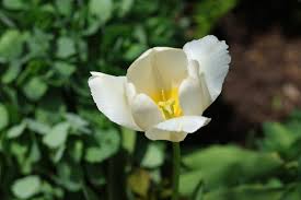 Attēlu rezultāti vaicājumam “Tulipa gesneriana flower”