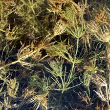 Attēlu rezultāti vaicājumam “Chara filiformis”