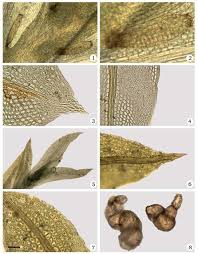 Attēlu rezultāti vaicājumam “Fissidens bryoides sporophyte”