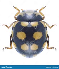 Attēlu rezultāti vaicājumam “Coccinula quatuordecimpustulata”