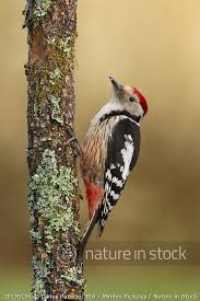 Attēlu rezultāti vaicājumam “Dendrocopos leucotos male”