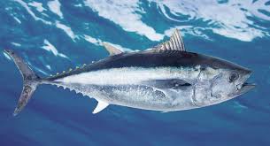 Image result for Thunnus obesus