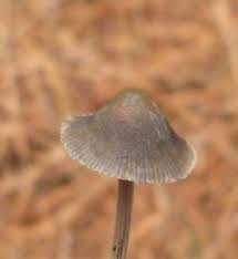 Attēlu rezultāti vaicājumam “Mycena amicta”