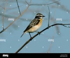 Attēlu rezultāti vaicājumam “Saxicola rubetra adult”