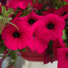 Image result for Petunia