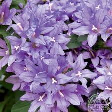 Attēlu rezultāti vaicājumam “Campanula glomerata leaf”