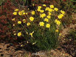 Image result for Helichrysum subulifolium