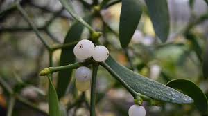 Attēlu rezultāti vaicājumam “Viscum album leaf”