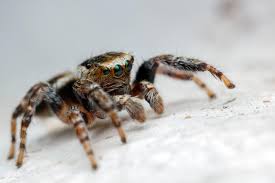 Attēlu rezultāti vaicājumam “Evarcha falcata male”