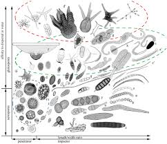 Attēlu rezultāti vaicājumam “Enteridium variabile spores”