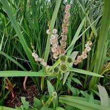 Attēlu rezultāti vaicājumam “Sparganium neglectum”