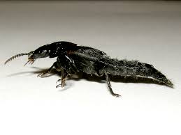 Attēlu rezultāti vaicājumam “Quedius dilatatus”