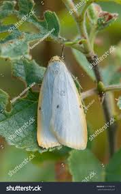 Attēlu rezultāti vaicājumam “Cybosia mesomella”