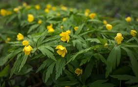 Attēlu rezultāti vaicājumam “Anemone ranunculoides flower”