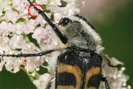 Attēlu rezultāti vaicājumam “Trichius fasciatus”