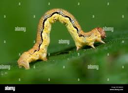 Attēlu rezultāti vaicājumam “Erannis defoliaria larva”