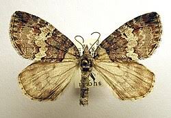 Attēlu rezultāti vaicājumam “Hydriomena impluviata”