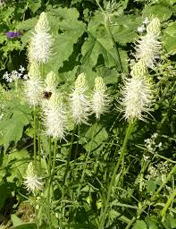 Attēlu rezultāti vaicājumam “Phyteuma spicatum fruit”