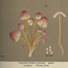 Attēlu rezultāti vaicājumam “Mycena renati”