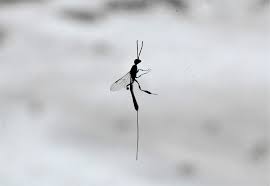 Attēlu rezultāti vaicājumam “Gasteruption jaculator”