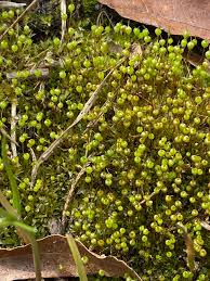Attēlu rezultāti vaicājumam “Bryum funkii cells”
