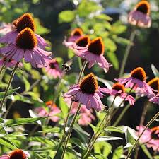 Attēlu rezultāti vaicājumam “Echinacea purpurea flower”